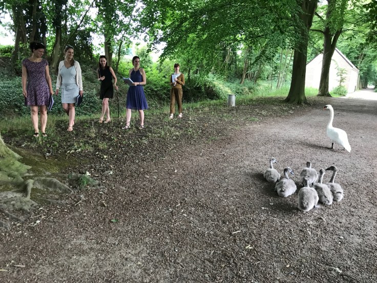 Psallentes Alba Nova de familie Zwaan