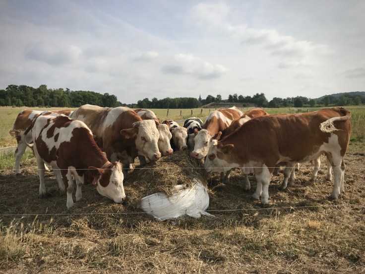 Psallentes in de wei Souterliedekens