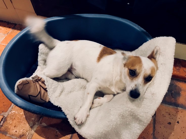 Jules Millegem 2017 Psallentes